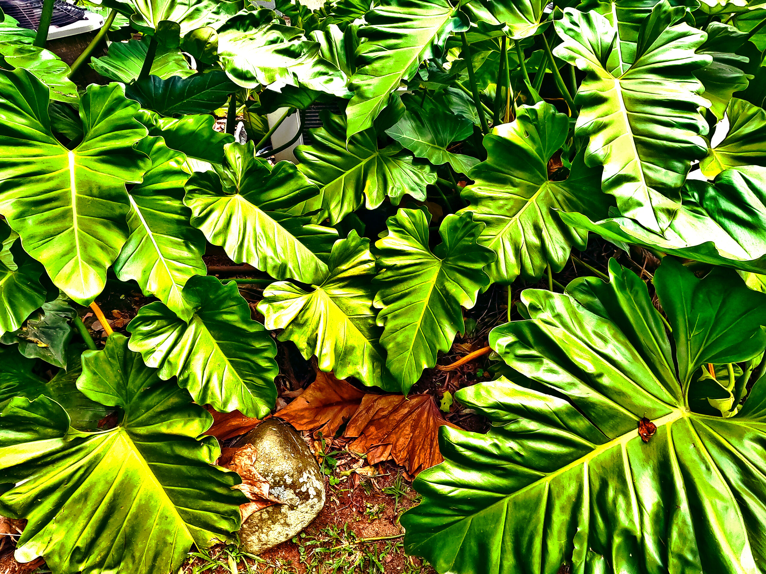 Jardim Botânico, Rio de Janeiro